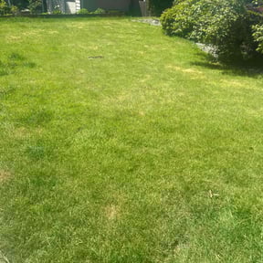 Bush Trimming by Agape Lawn Service reviewed on November 26, 2020