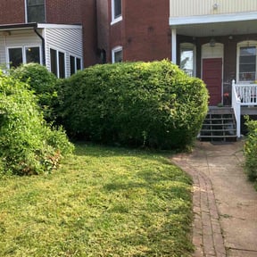 Bush Trimming by LSLTDallas/FortWorthTruGreen reviewed on April 28, 2025