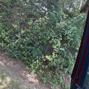 Bush Trimming by Tree to Table LLC reviewed on August 3, 2022