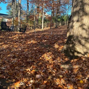 Leaf Removal by Torres Lawn Care reviewed on July 13, 2022