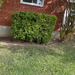 Bush Trimming by Ready lawn and landscaping reviewed on July 17, 2022