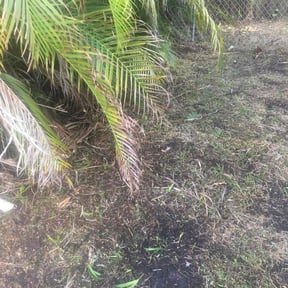 Cleanups by Marroquín Landscaping LLC reviewed on July 9, 2025