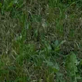 Bush Trimming by DWB Lawn Care Services reviewed on March 11, 2022