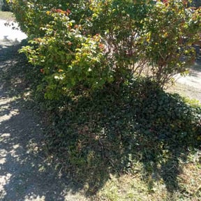 Bush Trimming by Clark and son lawn care reviewed on July 14, 2022