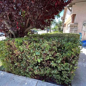 Bush Trimming by D & C lawn care reviewed on June 23, 2022
