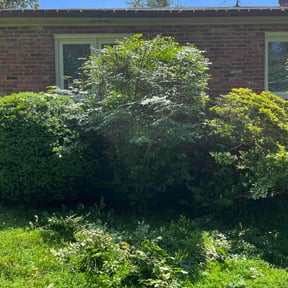 Bush Trimming by Scube and Sons reviewed on June 17, 2025