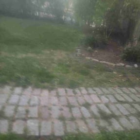 Leaf Removal by Mr. Mower reviewed on May 15, 2022