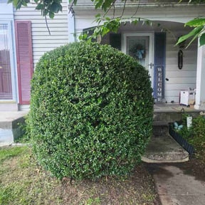 Bush Trimming by Lawn services JAV reviewed on November 20, 2024