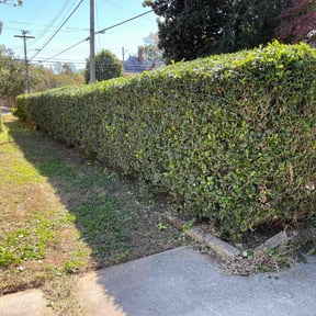 Bush Trimming by Cornerstone landscape &amp; design reviewed on June 10, 2022