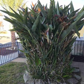 Bush Trimming by Pack Lawncare reviewed on June 2, 2022