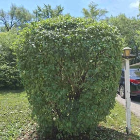 Bush Trimming by Betts Greenery reviewed on November 16, 2024
