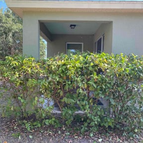 Bush Trimming by Ariel and daddy lawn care reviewed on July 28, 2022