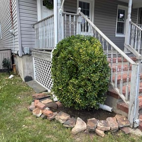 Bush Trimming by Harvey Handy & Lawn reviewed on May 29, 2025