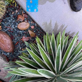 Weeding by Terra Verde Landscape & Design reviewed on July 8, 2025