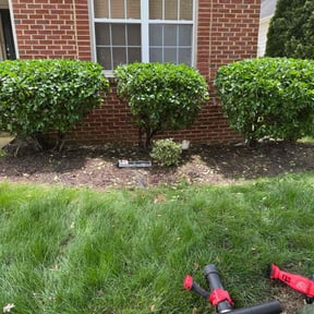 Bush Trimming by Lewis Services, LLC reviewed on July 29, 2022