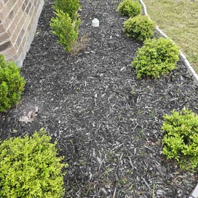 Flower Bed Weeding by Gary Evans Lawn and Tree Service reviewed on August 26, 2021