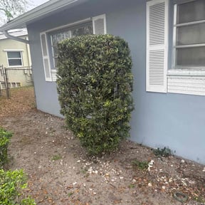 Bush Trimming by Gomez Property Maintenance reviewed on May 28, 2021