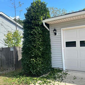 Bush Trimming by Louisiana Lawns reviewed on July 6, 2022