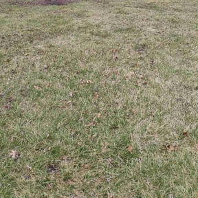 Weeding by Carter Lawn Service reviewed on June 20, 2022