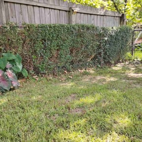 Bush Trimming by Quicklinellc reviewed on February 17, 2025