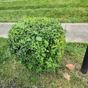 Bush Trimming by Jackson Lawn care reviewed on July 10, 2022
