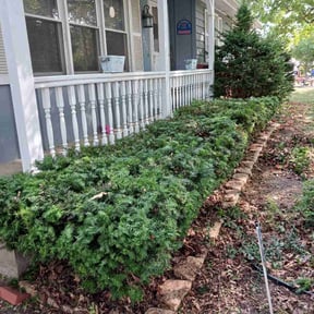 Bush Trimming by Byers Lawn reviewed on June 22, 2022