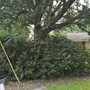 Bush Trimming by Smith & son reviewed on October 16, 2022