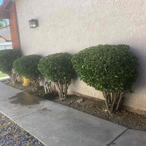Bush Trimming by Sage Landcrafters reviewed on May 12, 2022