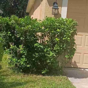 Bush Trimming by La Roca Landscaping reviewed on April 19, 2022
