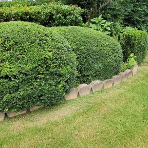 Bush Trimming by Second Glance Landscaping LLC reviewed on April 17, 2025