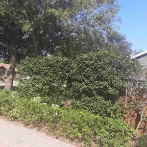 Bush Trimming by P&amp;D Landscaping. reviewed on July 1, 2025