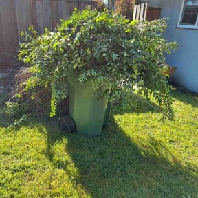 Bush Trimming by YFC Lawn Care and Maintenance reviewed on August 9, 2022