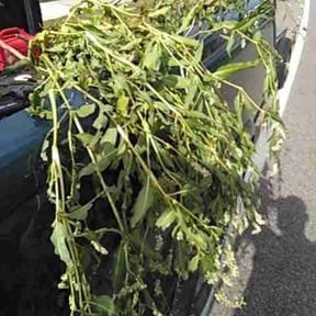Bush Trimming by Main Lawn Care reviewed on October 2, 2021