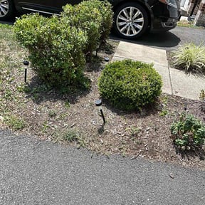 Bush Trimming by LSLTDallas/FortWorthTruGreen reviewed on June 26, 2025