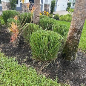 Bush Trimming by Álvarez Landscaping & Remodeling LLC reviewed on November 29, 2021