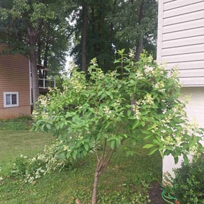Bush Trimming by Texas Fencing & Landscaping reviewed on May 24, 2022