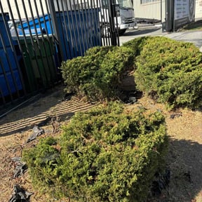 Bush Trimming by Rc lawn care Service reviewed on June 23, 2022