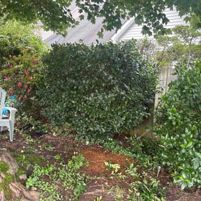 Bush Trimming by Erick's Lawn Maintenance reviewed on April 5, 2025