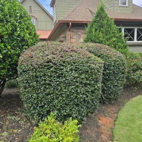 Bush Trimming by Supreme lawn srevice reviewed on November 4, 2024