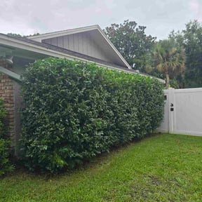 Bush Trimming by Blue Diamond Cleaning Services reviewed on July 23, 2022