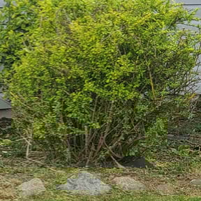 Bush Trimming by Garnett Lawn and landscaping reviewed on June 14, 2022