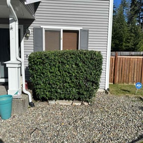 Bush Trimming by Undercut Lawn Care reviewed on August 13, 2024