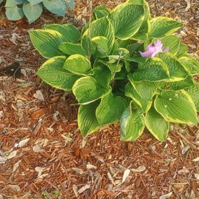 Flower Bed Weeding by Precision cuts reviewed on June 13, 2022