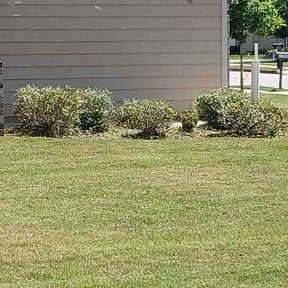 Bush Trimming by Chris Slone Lawn Love reviewed on May 10, 2022