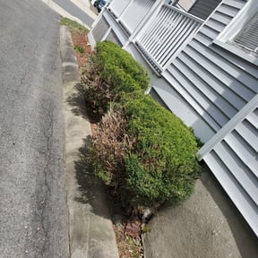 Bush Trimming by Greener Grass Cutting reviewed on April 28, 2022
