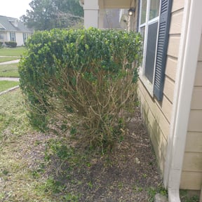 Bush Trimming by Paint by Ponch reviewed on May 9, 2021
