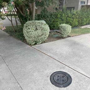 Bush Trimming by Y and J Landscaping reviewed on September 10, 2024