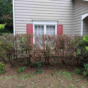 Bush Trimming by Leos lawns reviewed on June 15, 2022