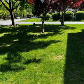 Leaf Removal by Gio Landscaping reviewed on June 14, 2022