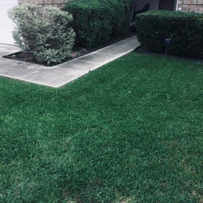 Bush Trimming by Grasman LLC reviewed on May 5, 2025